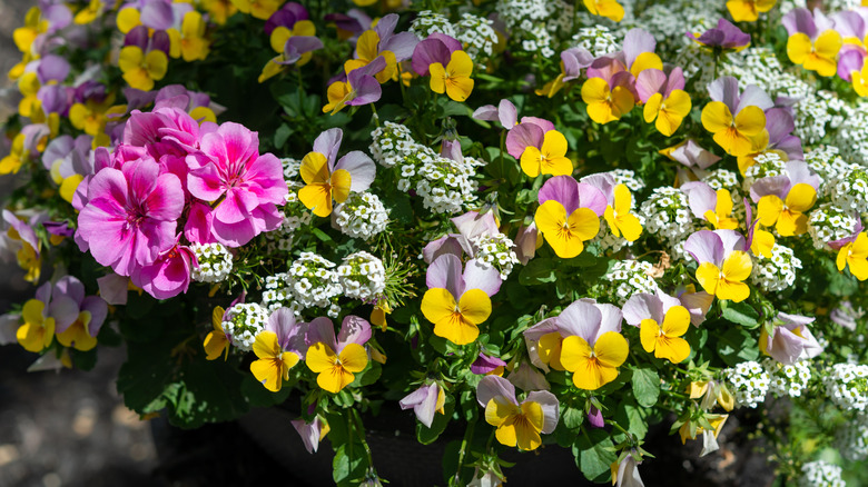 Pansies, geraniums, and sweet alyssum
