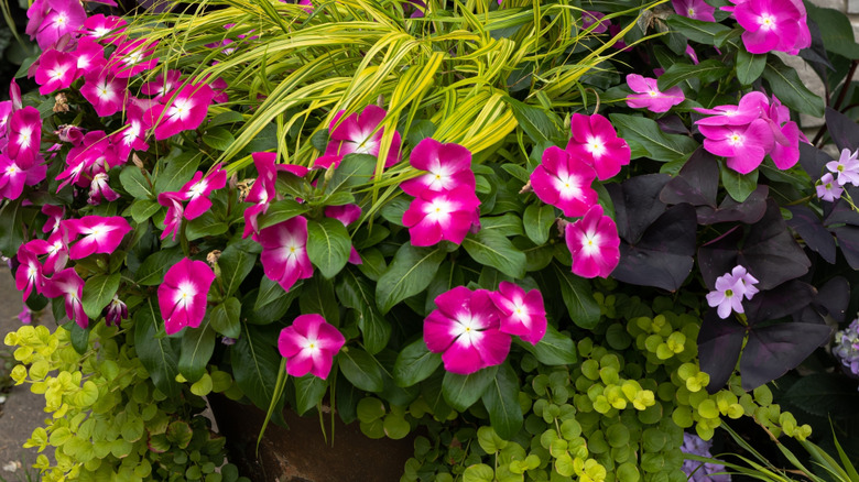 container of flowers and plants