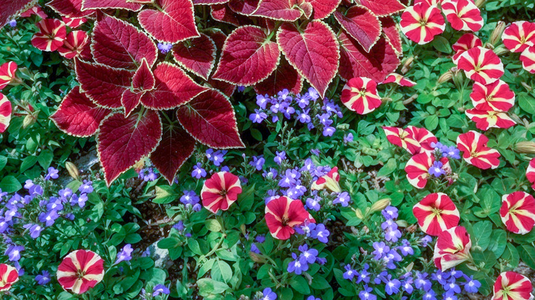 petunias, lobelias, and coleus plants