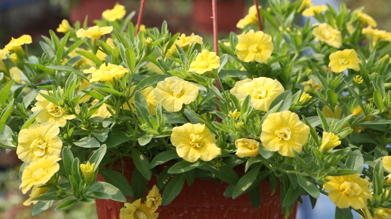 yellow calibrachoas