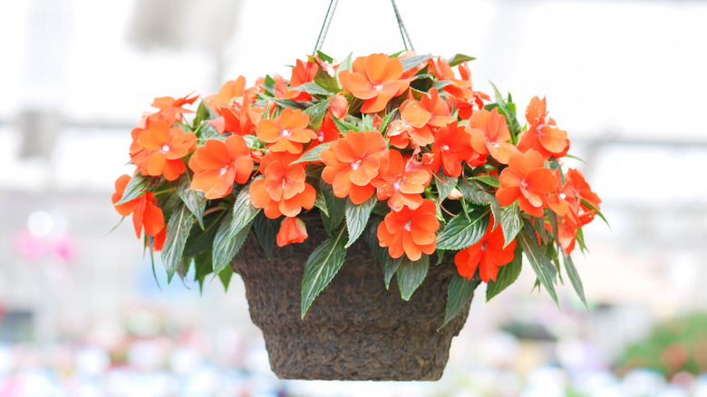 Impatiens walleriana