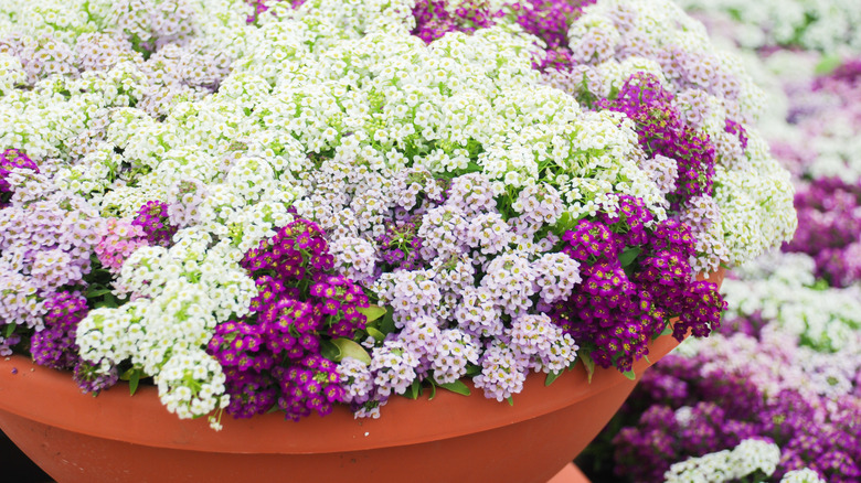 Lobularia in a planter bowl