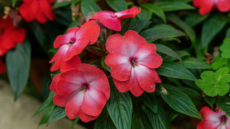 New Guinea impatiens 