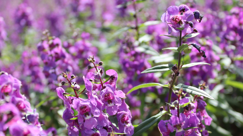 purple salvias