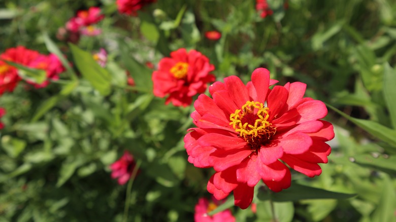 20 Flowering Annuals That Will Last All Summer