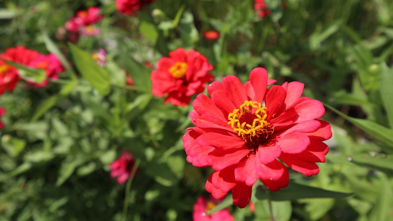 red zinnias