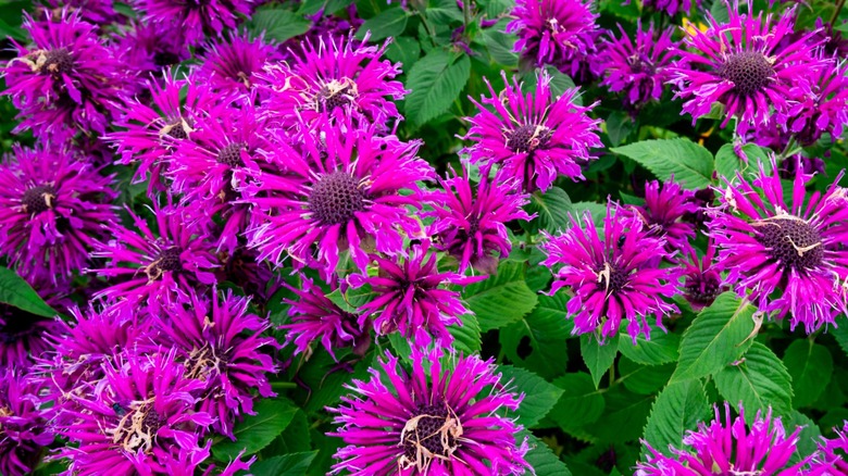A spread of bee balm Monarda hybrida in a garden