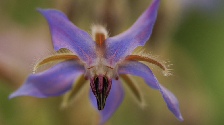 A macro shot of Borago Officinalis