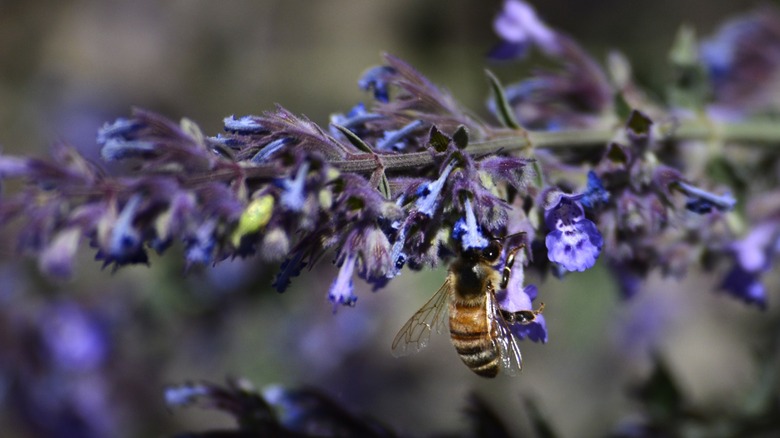 A honey bee visits a blooming catnip plant