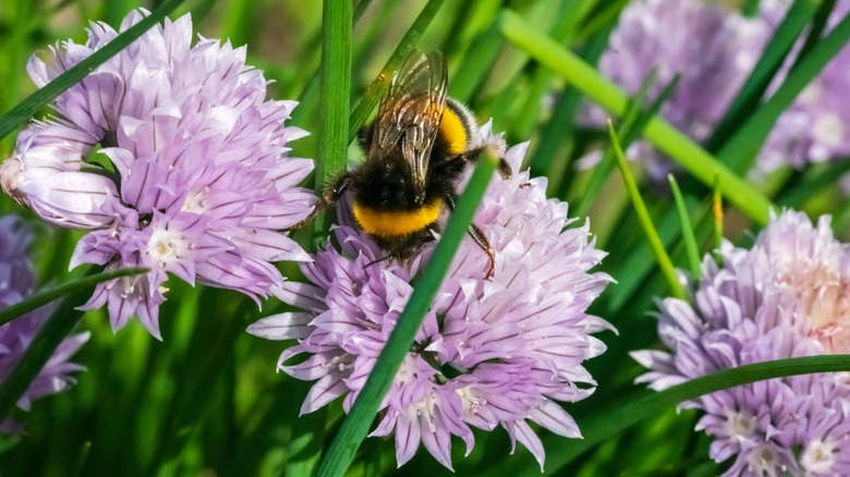 Close up of Chives with a bee