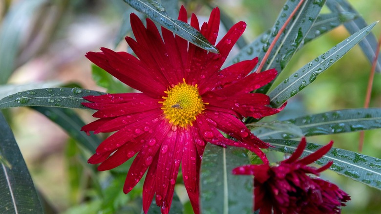 A close-up photo of a scarlet chrysanthemum