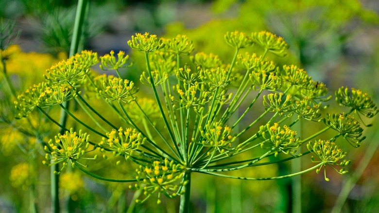 Close up of Anethum graveolens, blooming dill, in the garden
