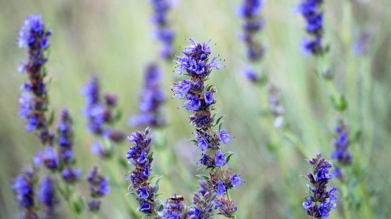 Hyssopus officinalis growing in the wild