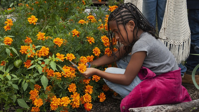A young girl picking marigold flowers in a garden