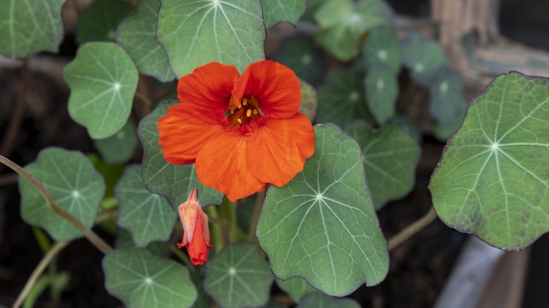 A close up shot of nasturtium flowering plant