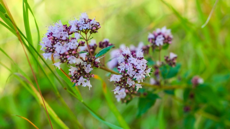 Green background with Oregano blossoms