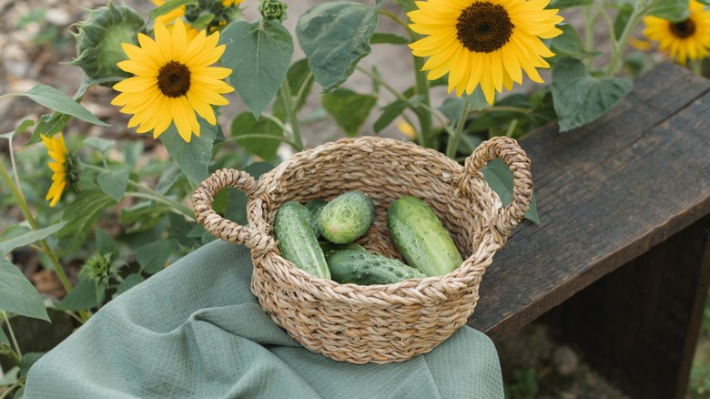 Sunflowers and a basket of cucumbers