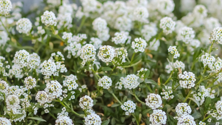 White sweet alyssum blossoms