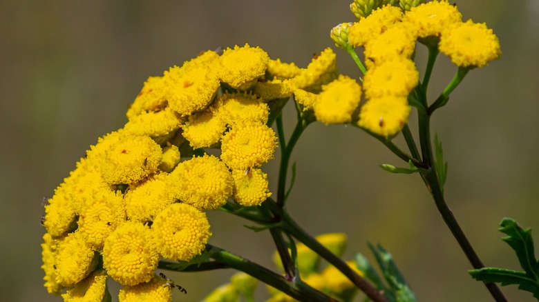 Close up shot of tansy blooms