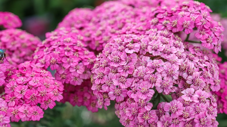 A close up shot of yarrow blooms