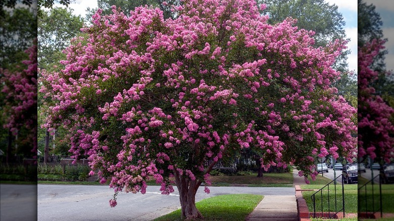 Crape myrtle tree in residential neighborhood