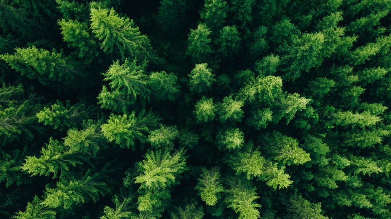 Aerial view of green summer forest