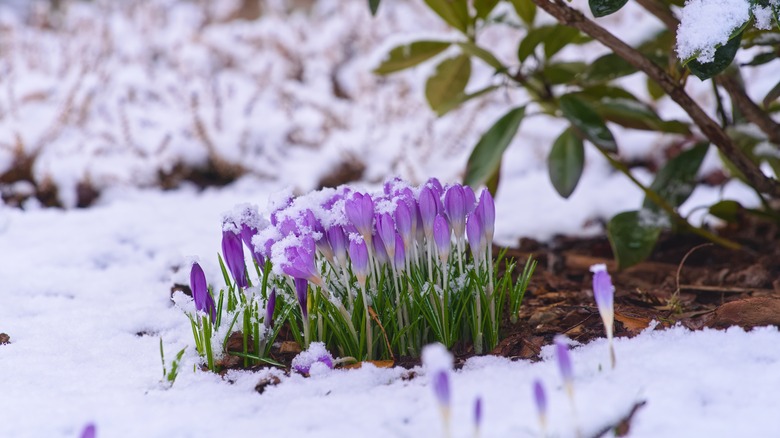 violet flowers blooming in winter