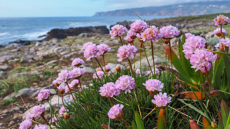 Sea thrift flowers on coast