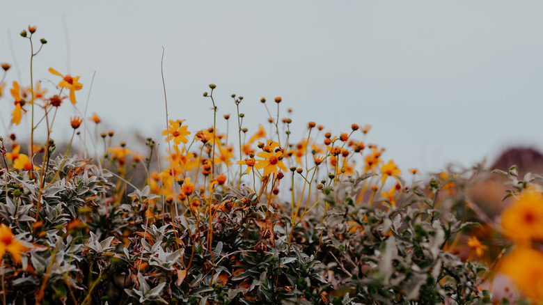 beautiful flowers on cloudy day