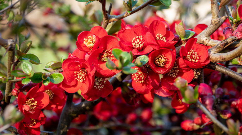 15 Flowering Shrubs That Will Bring Drama To Your Yard
