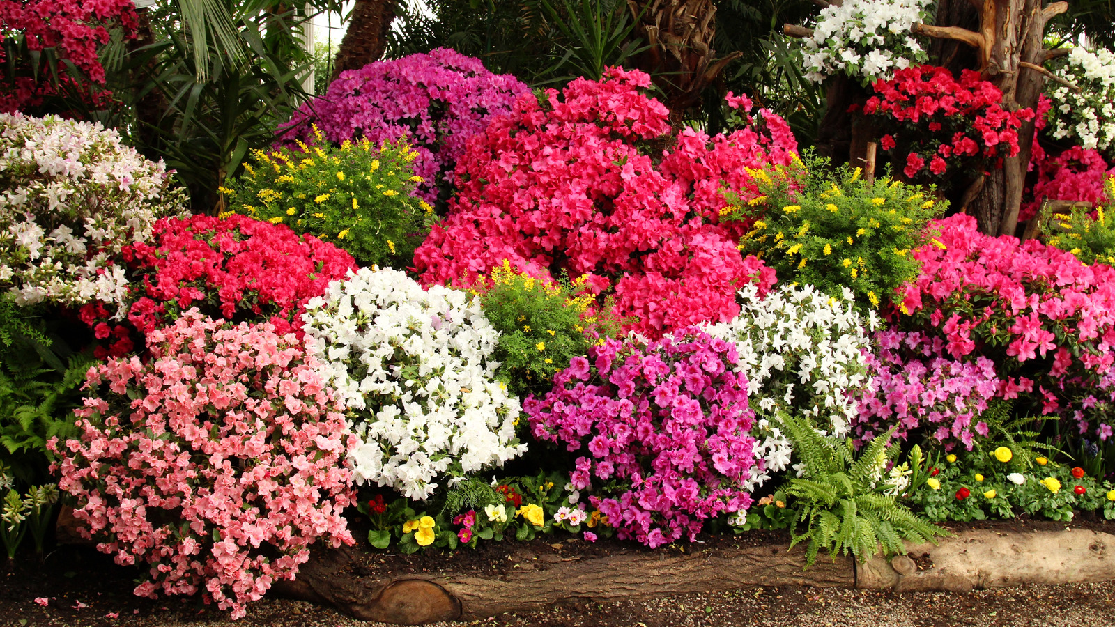 15 Flowering Shrubs That Will Make Your Yard Smell Amazing