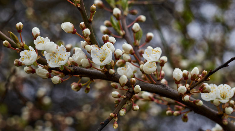 Branch with white flowers