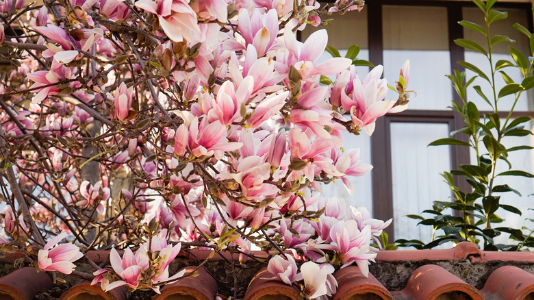 Blooming pink magnolia tree