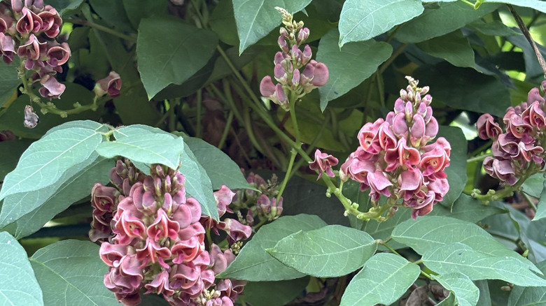 The gorgeous pink blooms of the American groundnut.