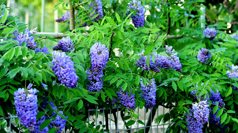 An American wisteria in full bloom growing on a wire fence.