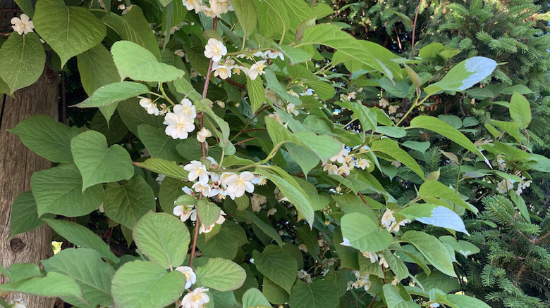 The small white flowers of an arctic kiwi climbing up a wooden post.