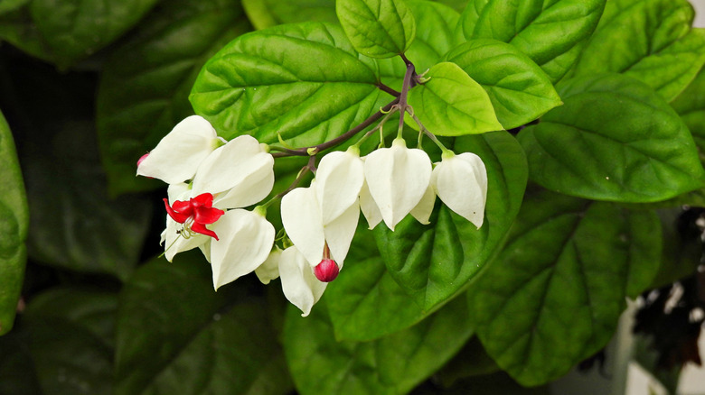 A bleeding heart vine with bi-colored flowers and dark green leaves.