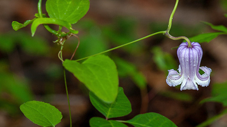 A whimsical blue jasmine flower growing on a vining stem.