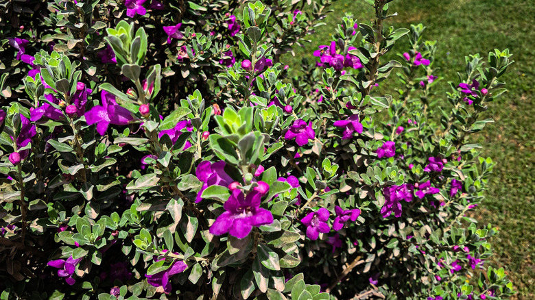 The pretty purple flowers of a blue snapdragon vine.