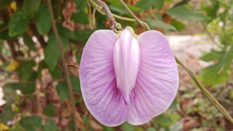 A pink butterfly pea flower.