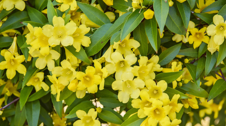 The buttercup-yellow flowers on a Carolina jessamine vine.