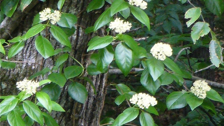 A climbing hydrangea with white flowers growing up a tree trunk.