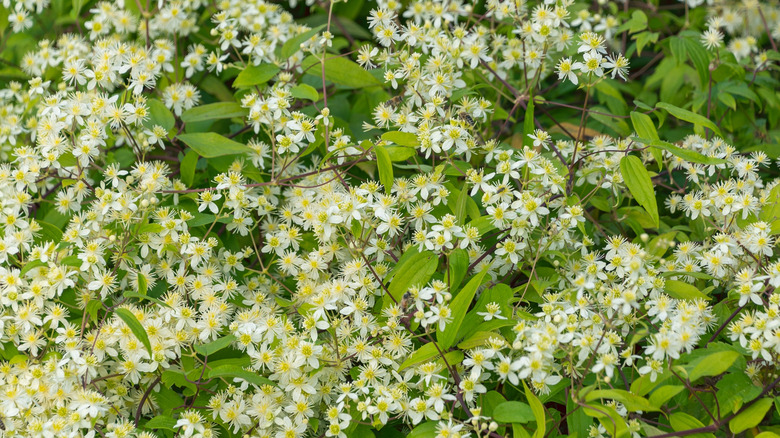 A Clematis virginiana vine in full bloom.