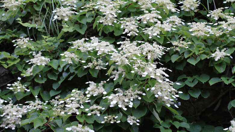 A Japanese hydrangea vine in full bloom.