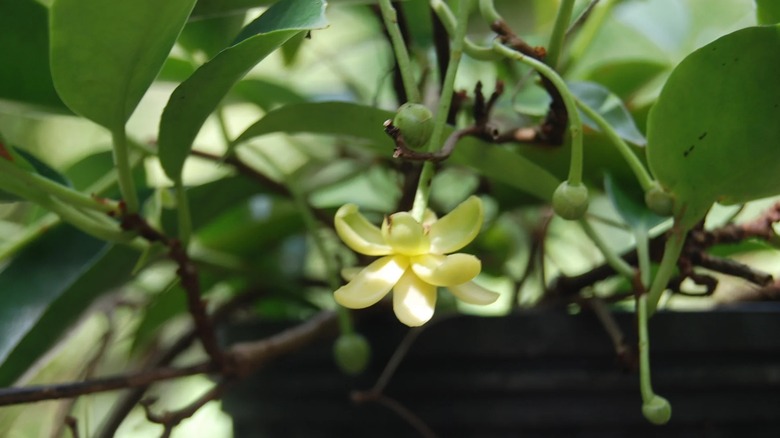 A fleshy cup-shaped flower on a Kadsura japonica 'King Kong' vine.