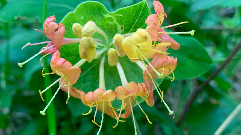 The peach-yellow blooms of limber honeysuckle.
