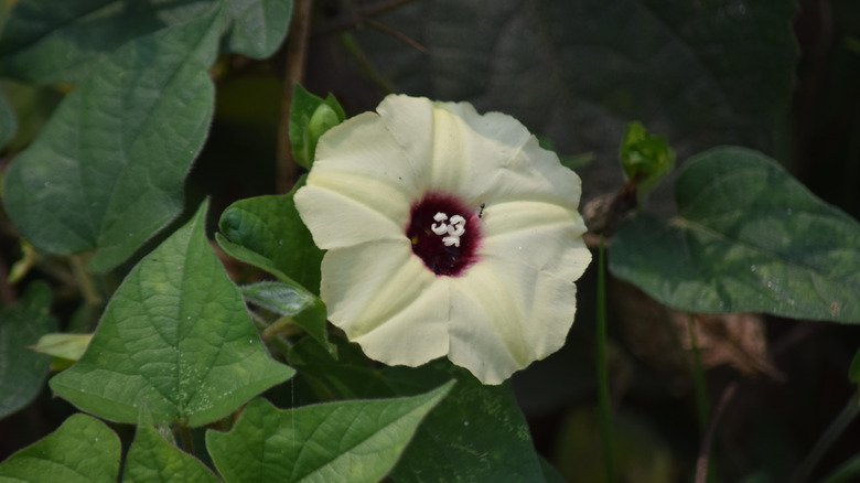 The white petaled and maroon-centered flower of a wild potato vine.