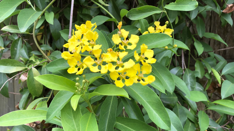 A cluster of sunny flowers on a yellow butterfly vine.