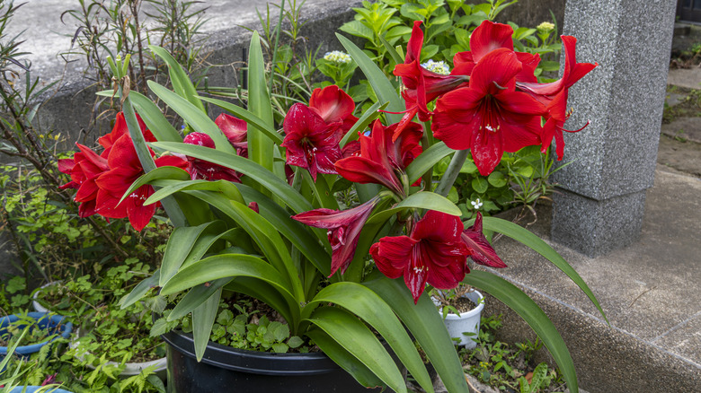 Amaryllis growing in a pot, showing multiple flowers blooming from the same stem.