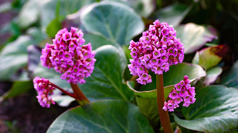 Vivid pink bergenia flowers blooming together in a cluster.